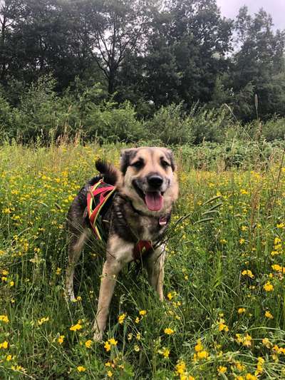 Hundetreffen-Schöne Runde gehen in Marl-Bild