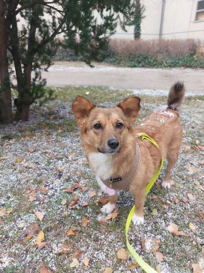 Corgis und ihre persönlichen Hofangestellten-Beitrag-Bild