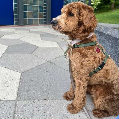 Hundetreffen-Spieltreffen Köllnische Heide