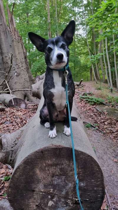 Hundetreffen-Suche Souveräne Hundekontakte fürs Training-Bild