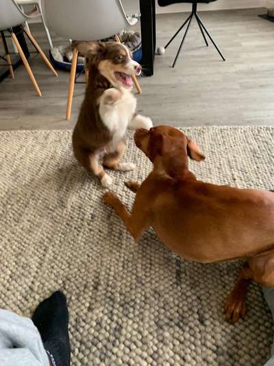 Hunde in Action-Beitrag-Bild