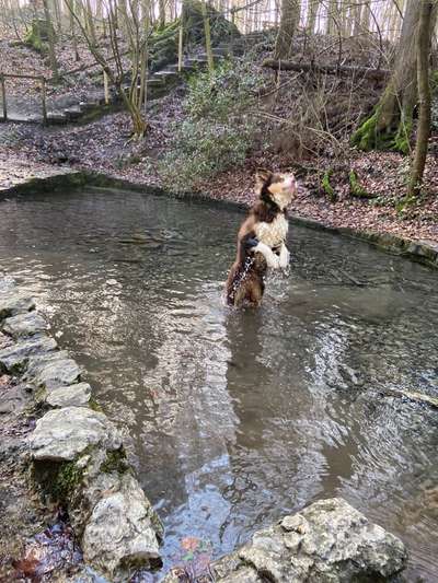 Hunde in Action-Beitrag-Bild