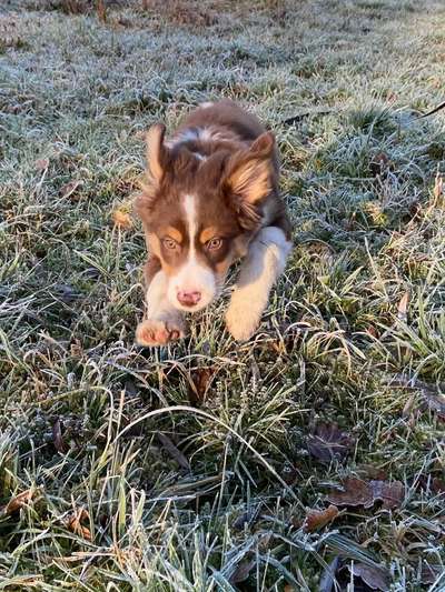 Hunde in Action-Beitrag-Bild