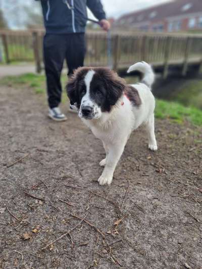 Hundetreffen-Spielkameraden finden-Bild