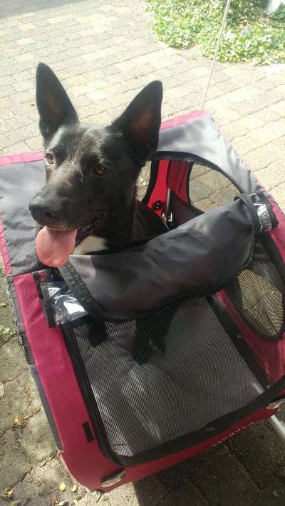 Hundeanhänger für das Fahrrad-Beitrag-Bild