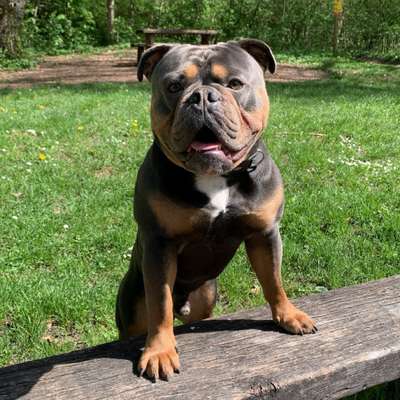 Hundetreffen-Gassirunde / Spielfreunde-Bild