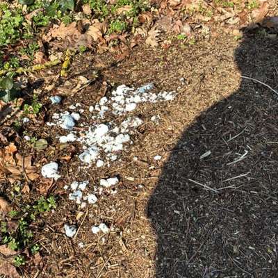 Giftköder-Giftköder auf Ameisenhügel-Bild