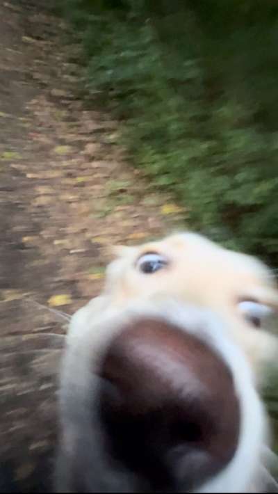 Die lustige Welt der Hunde-Mimik :)-Beitrag-Bild