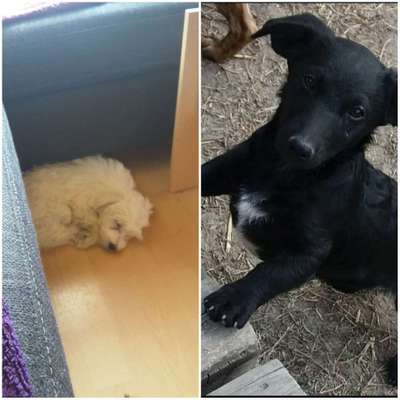 Welpen Bilder !-Beitrag-Bild