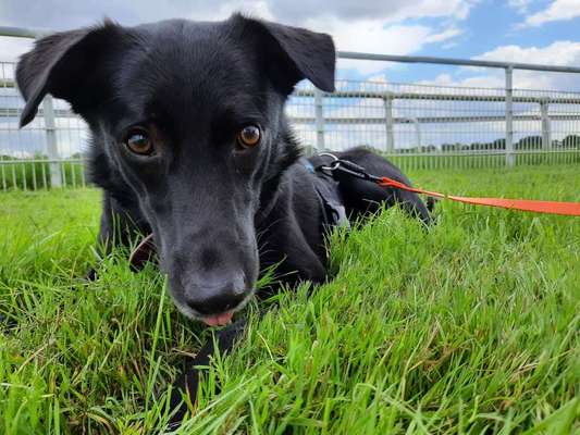 Die Dogorama Kalender Challenge Titelbild-Beitrag-Bild