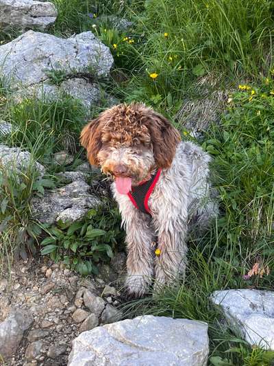 Lagotto Romagnolo Besitzer-Beitrag-Bild