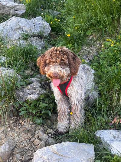 Lagotto Romagnolo Besitzer-Beitrag-Bild