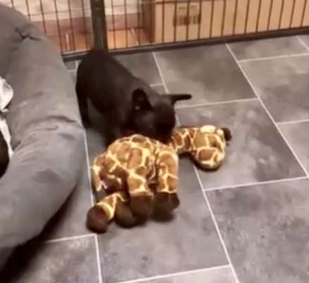 Hundetreffen-Welpentreff - Junge Hunde, junge Eltern-Bild