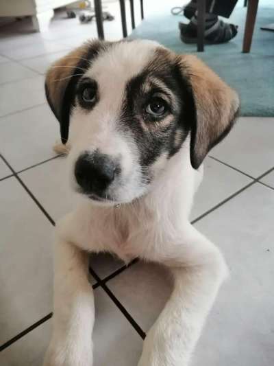 Welpen Bilder !-Beitrag-Bild