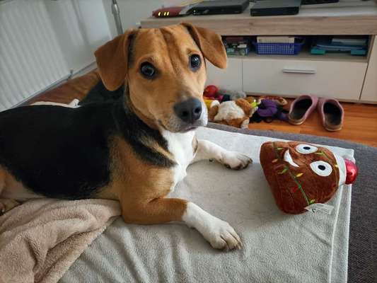 Hundetreffen-Spieltreffen-Bild