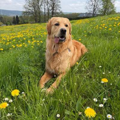 Hundetreffen-Suchen neue Hundefreunde für meine Golden Retriever-Bild