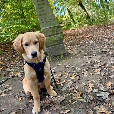 Hundetreffen-Suchen neue Hundefreunde für meine Golden Retriever-Bild