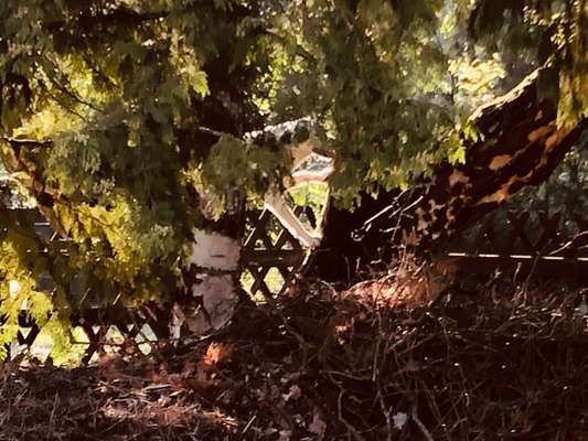 Dogorama Photo Challenge - Tarnung ist alles-Beitrag-Bild