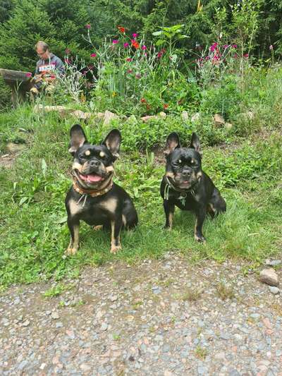 Hundetreffen-Treffen mit den Odenwaldbullys-Bild