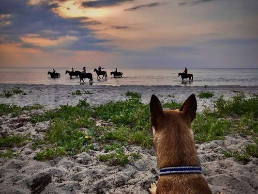 Dogorama-Monats-Challenge-Mai "Wasser"-Beitrag-Bild