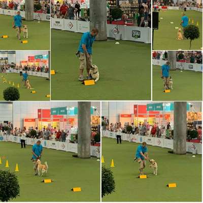 Hobby's mit Hund-Beitrag-Bild