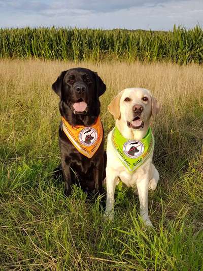 Assistenzhund-Beitrag-Bild