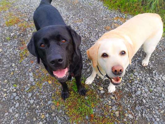 Labradorfans-Beitrag-Bild