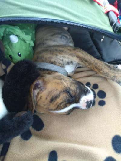 Welpen Bilder !-Beitrag-Bild