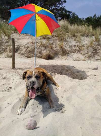 Hunde im Urlaub-Beitrag-Bild