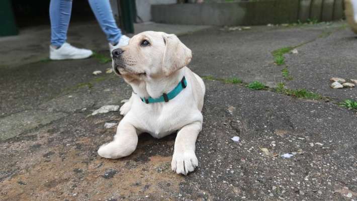 Welpen Bilder !-Beitrag-Bild