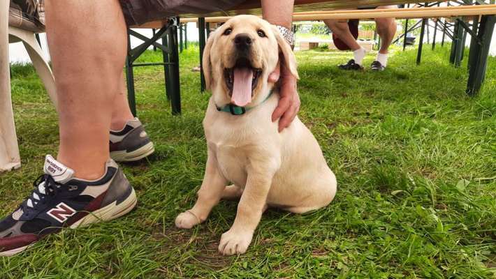 Die Dogorama Kalender Challenge Titelbild-Beitrag-Bild