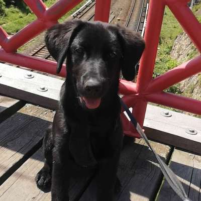 Hundetreffen-Spiel oder Gassi Runde mit meiner 3 Monate alten Hündin-Bild