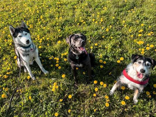 Die Dogorama Monats Challenge "Es grünt und blüht"-Beitrag-Bild