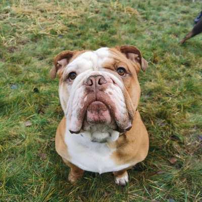 Hundetreffen-Die Bulldog-Runde 🐕 (Kreis Unna, Märkischer Kreis)-Bild