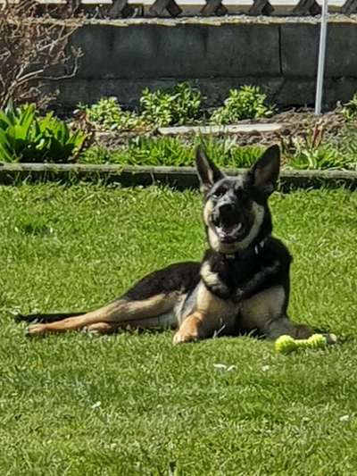 Hundetreffen-Gassirunde in Neukirchen-Bild