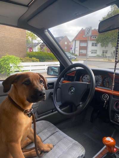 Erfahrung mit Cane Corso Dobermann mix?-Beitrag-Bild