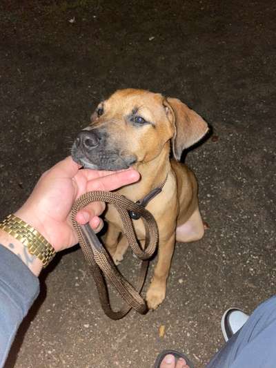 Erfahrung mit Cane Corso Dobermann mix?-Beitrag-Bild