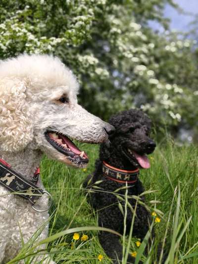 Die Dogorama Kalender Challenge Titelbild-Beitrag-Bild