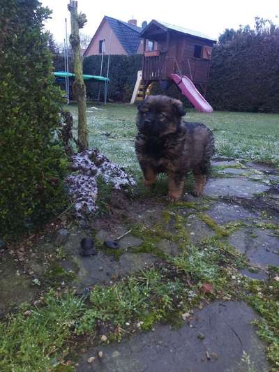 Welpen Bilder !-Beitrag-Bild