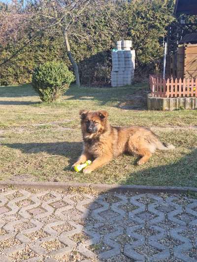 Welpen Bilder !-Beitrag-Bild