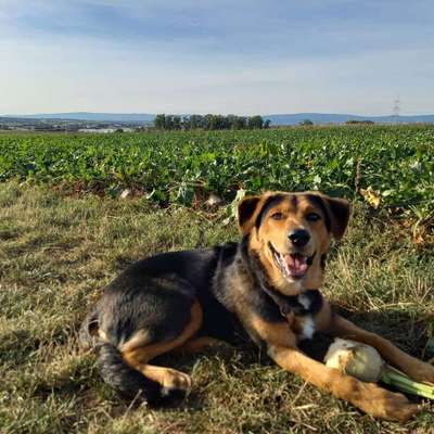 Labradorfans-Beitrag-Bild