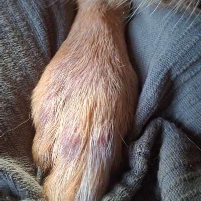 Rote Flecken am Vorderlauf und Fuss-Beitrag-Bild