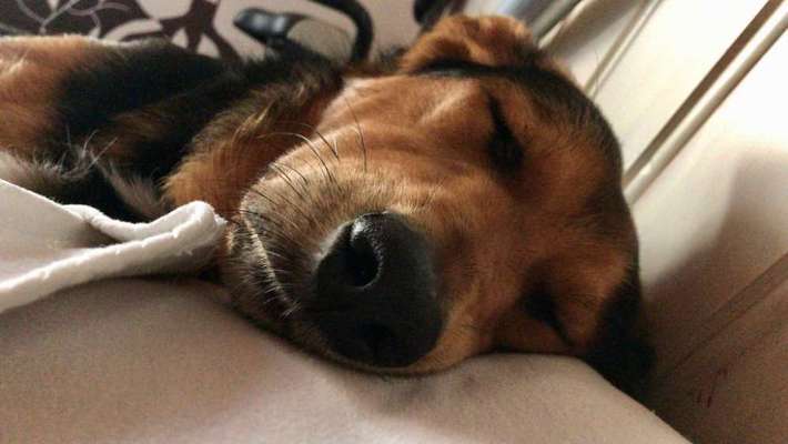 Zeigt mir die tollste Nahaufnahme von eurer Fellnase-Beitrag-Bild