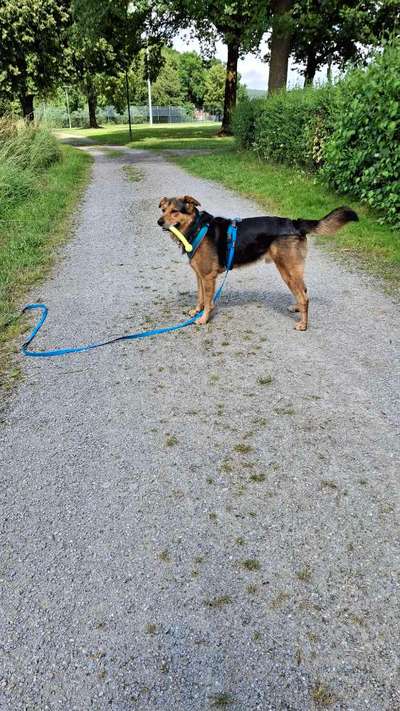 aktuelles Foto Gruppe Aussiedor