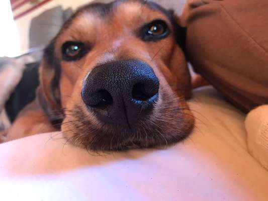 Zeigt mir die tollste Nahaufnahme von eurer Fellnase-Beitrag-Bild