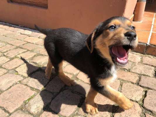 Welpen Bilder !-Beitrag-Bild