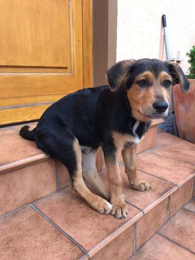 Die Dogorama Kalender Challenge 4/4-Beitrag-Bild