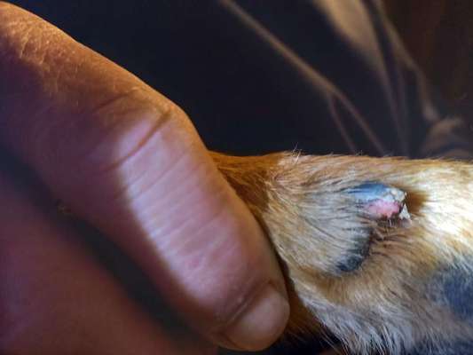 Leben der Kralle steht ab?-Beitrag-Bild