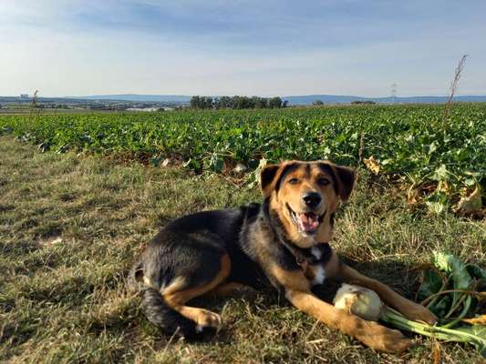 Aussiedors oder Leopard Labrador Gruppe-Beitrag-Bild