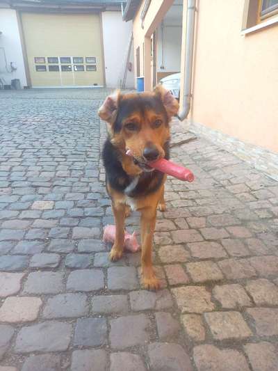 FOTO CHALLENGE 77 - Dein Hund im Spiel-Beitrag-Bild